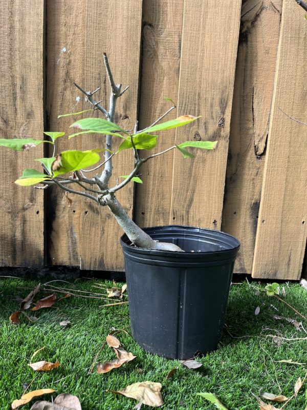 African baobab seedling image