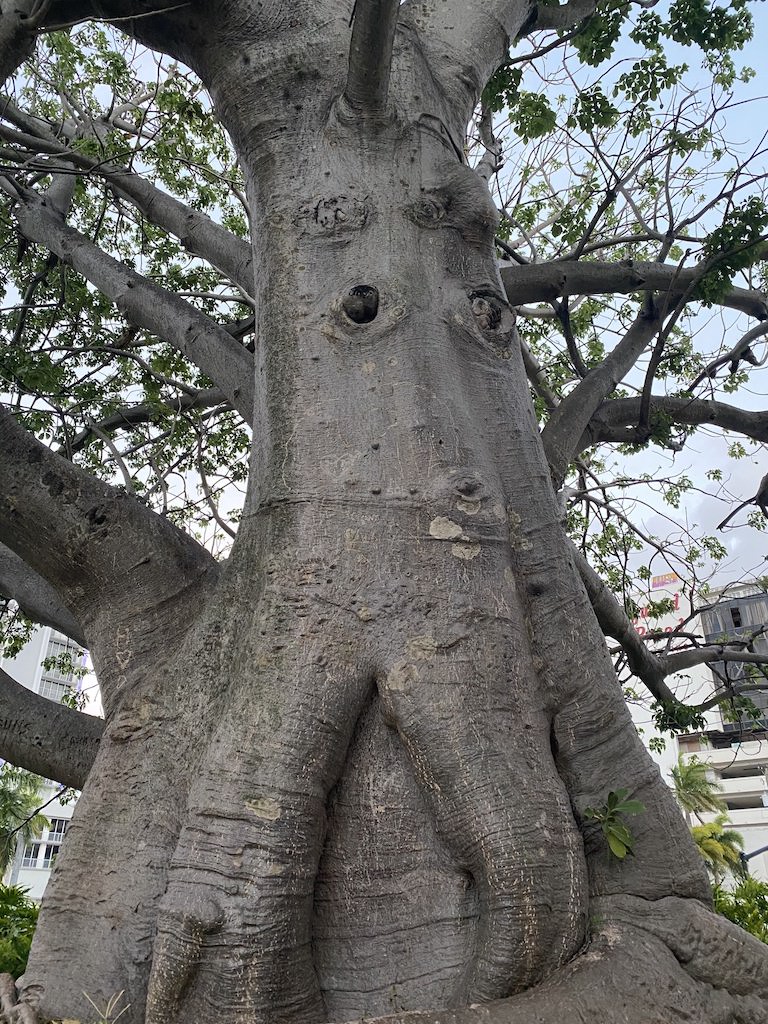 large baobab tree image