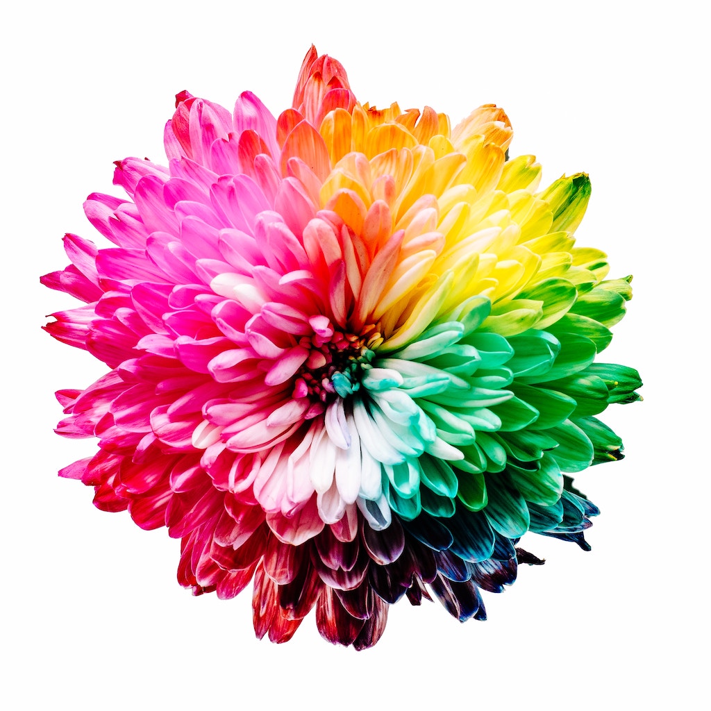 flower of chakra colors